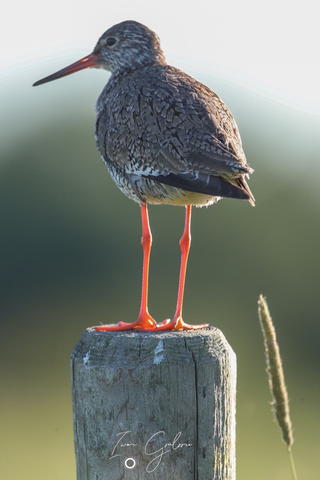 11 juni 2022 200914 1DX47014